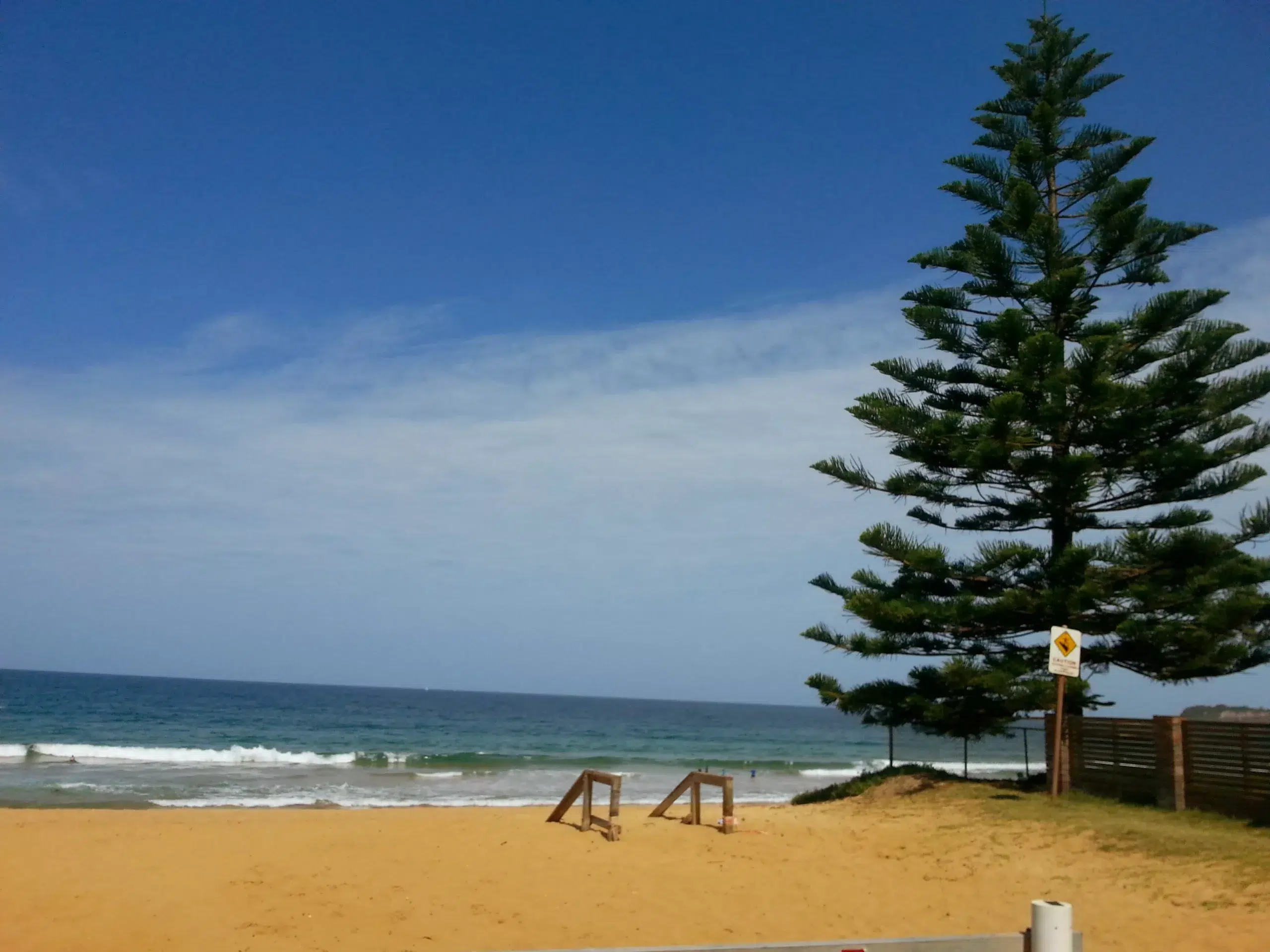 Plage avec un sapin