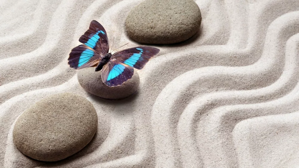papillon bleu sur un galet entouré de sable