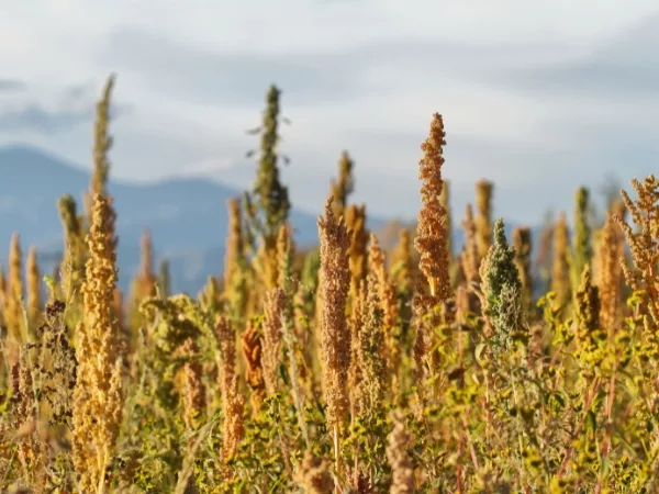 Champs de quinoa en bolivie