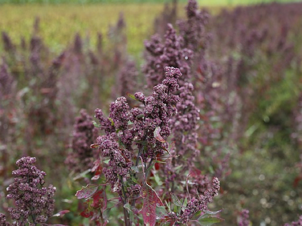 culture de quinoa