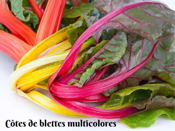 Côtes de blette multicolores