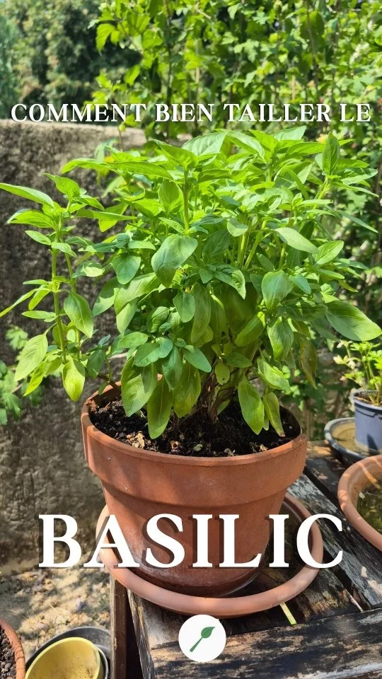 🌿 Comment bien tailler son basilic (et en récolter 2x plus) !

On a toutes et tous déjà cueilli une feuille de basilic au hasard... grosse erreur ! 🙈
La règle d'or : on coupe toujours au-dessus d'un nœud 🌱 là où deux petites tiges repartent.
🪴 Résultat ? La plante se ramifie en deux et devient beaucoup plus touffue, sans monter en graines trop vite.

💡 Mon astuce en plus : je cueille plutôt le matin (les huiles essentielles sont à leur maximum à ce moment-là), puis je place mes tiges coupées dans un petit verre avec un fond d'eau. Elles se conservent parfaitement plusieurs jours sur le plan de travail !

Et vous, vous cueillez comment votre basilic d'habitude ? Dites-moi en commentaire. 👇

📌 Enregistrez ce reel pour ne pas oublier l'astuce cet été !

Retrouvez plus d'astuces cuisine végétale et sans gluten sur cuisinenaturelle.com 🔗 en bio

Caroline 🌻 

[basilic tailledubasilic jardinage potager jardinagefacile astucejardin plantesaromatiques herbesaromatiques cuisinenaturelle recettevegan recettesansgluten jardinurbain potagerbalcon jardinerbio astucecuisine jardinnaturel basilicfrais cuisinemaison plantesdaromates]
